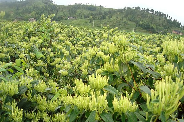 体育平台app线上官方